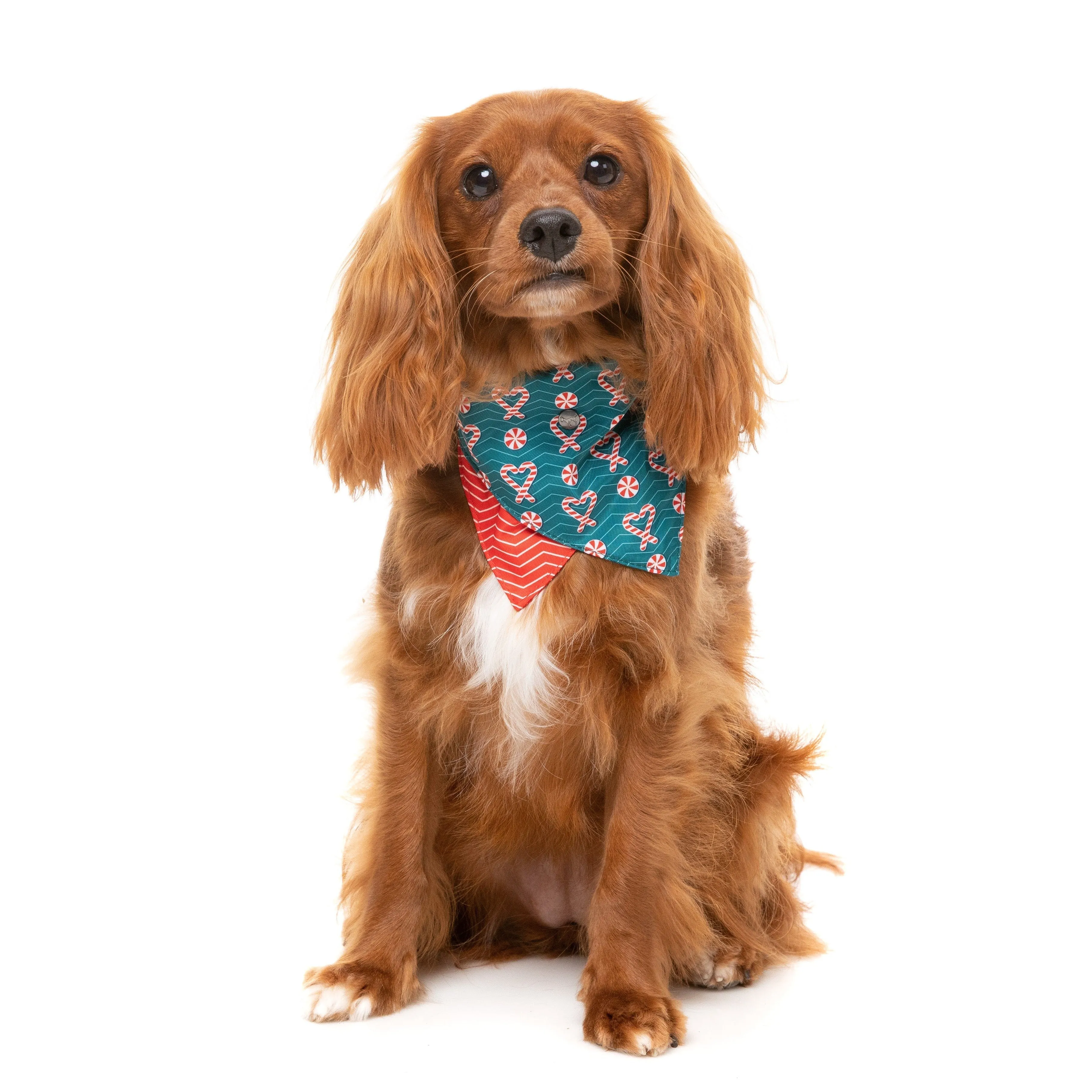 FuzzYard Christmas I Heart Candy Canes Dog Bandana and Bow Tie Set Medium to Large