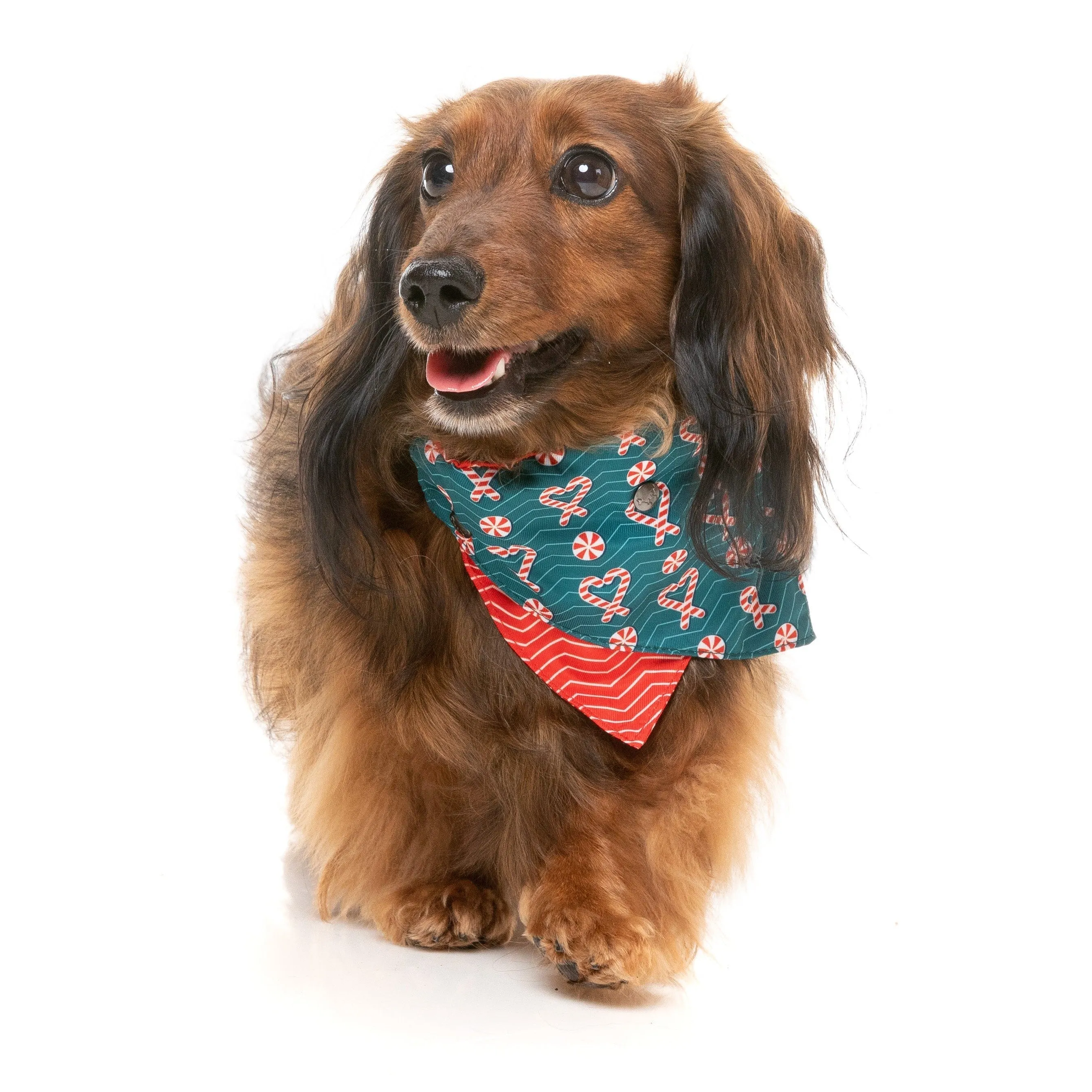 FuzzYard Christmas I Heart Candy Canes Dog Bandana and Bow Tie Set Medium to Large